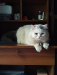 Pure Persian Cat